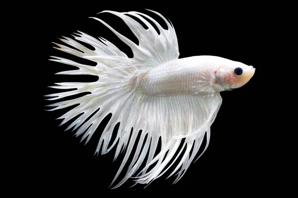 Betta White Crowntail Cthm Male Plakat Fighting Fish Splendens Черном — стоковое фото