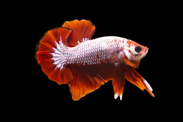 Betta Fancy Red Hmpk Male Plakat Fighting Fish Splendens Black — Stok Foto