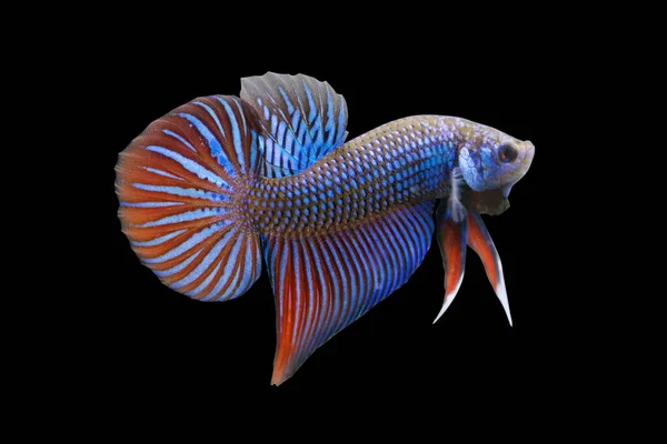 Betta Vahşi Mahachaiensis Mavi Erkek Veya Plakat Dövüşen Balık Kara — Stok fotoğraf