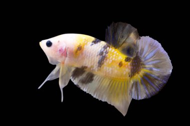 Betta Koi Kaplan Şekeri HMPK Yarım Ay Erkek ya da Plakat Dövüşen Balık Kara Arkaplanda Dalgalanıyor.