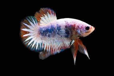 Betta Fancy HMPK Yarım Ay Plakat Erkek ya da Plakat Savaşçısı Balıklar Siyah Arkaplanda Görkemli.