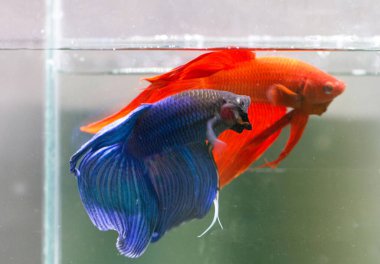Betta Mavi ve Kırmızı Peçeli VT Erkek veya Plakat Fighting Fish Splendens.