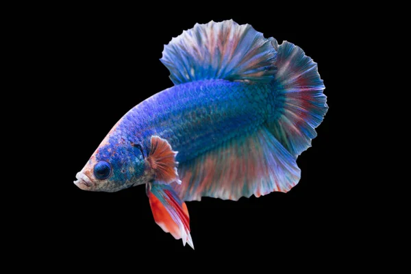 Betta Fancy Hmpk Félhold Plakat Férfi Vagy Plakat Fighting Fish — Stock Fotó