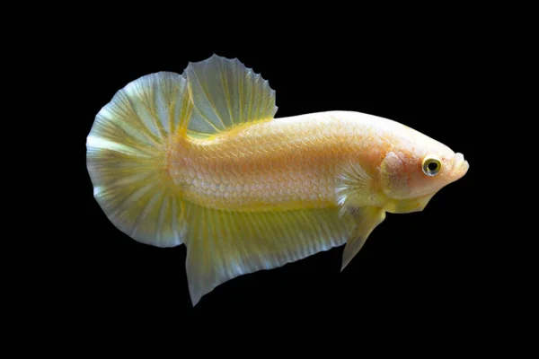 Betta Super Gold Hmpk Halfmoon Plakat Male Plakat Fighting Fish — Stock Photo, Image