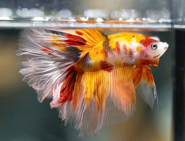 Betta Koi Nemo Halfmoon Male Plakat Fighting Fish Splendens — Stock Photo, Image