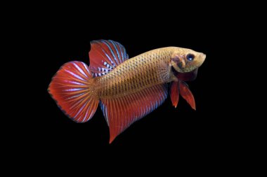 Betta Wild Phu Ruea Smaragdina Kara Arkaplanda Erkek veya Plakat Savaşçısı Balık Dalgalanması.