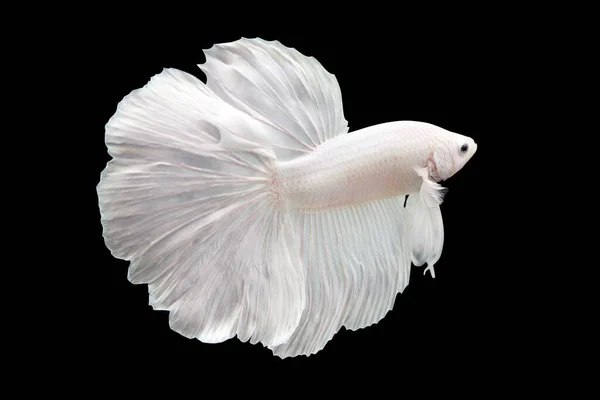 Betta White Plattinum Halfmoon Plakat Homme Plakat Combat Les Poissons — Photo