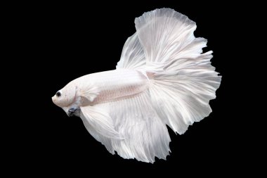 Betta Beyaz Plattinum HM Yarım Ay Plaketi Erkek veya Plakat Dövüşen Balık Kara Arkaplanda Dalgalanıyor.