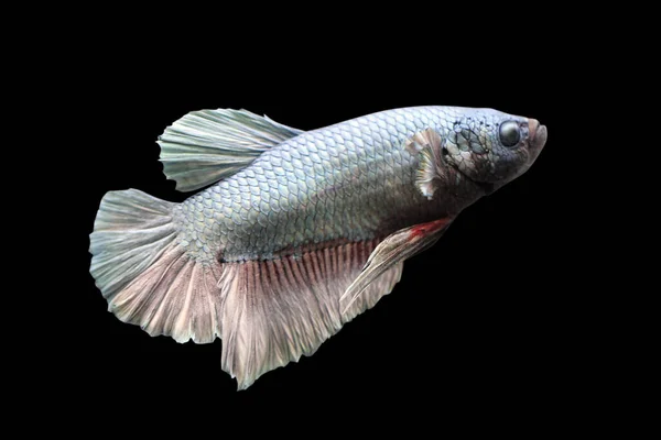 Betta Giant Copper Hmpk Halfmoon Plakat Male Plakat Fighting Fish — Stock Photo, Image