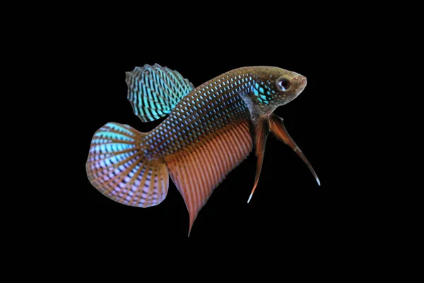 Betta Wild Guitar Plakat Male Plakat Fighting Fish Splendens Black — Stok Foto