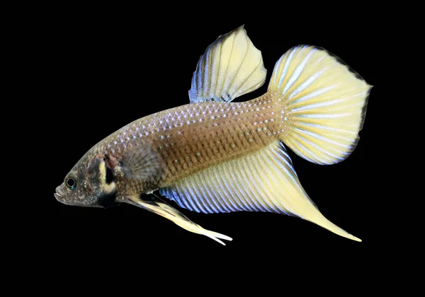 Betta Amarelo Selvagem Masculino Plakat Luta Esplendens Peixe Fundo Preto — Fotografia de Stock