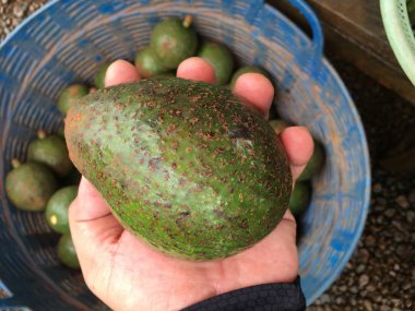 Avocavo Paksong, Champasak, Laos Cumhuriyeti içinde.