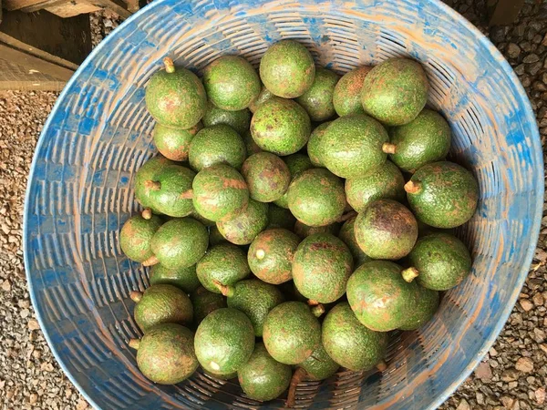 Avocavo Paksong Champasak Laos Pdr — Foto Stock