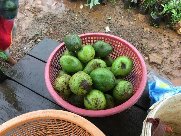 Avocavo Paksong Champasak Laos Pdr — Foto Stock