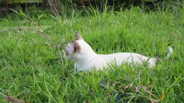 Pequeños Gatos Comen Hierba Para Tratar Propia Enfermedad — Vídeos de Stock