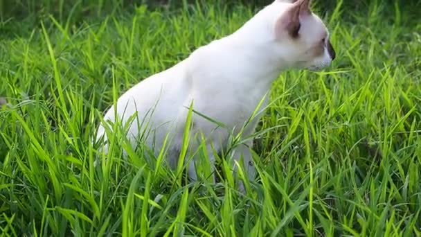 小さな猫は自分の病気を治療するために草を食べる — ストック動画