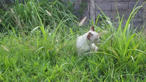 小さな猫は自分の病気を治療するために草を食べる — ストック動画