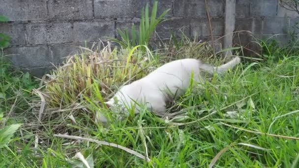 Piccoli Gatti Mangiano Erba Curare Propria Malattia — Video Stock