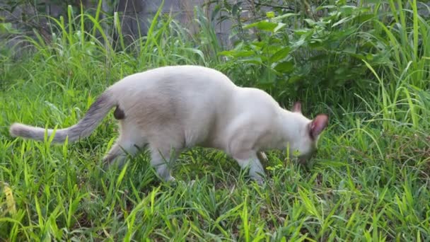 小さな猫は自分の病気を治療するために草を食べる — ストック動画