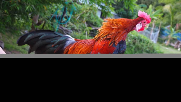 Den Bantam Chick Jag Matas Var Tupp Kråkor Kvällen Bantam — Stockfoto