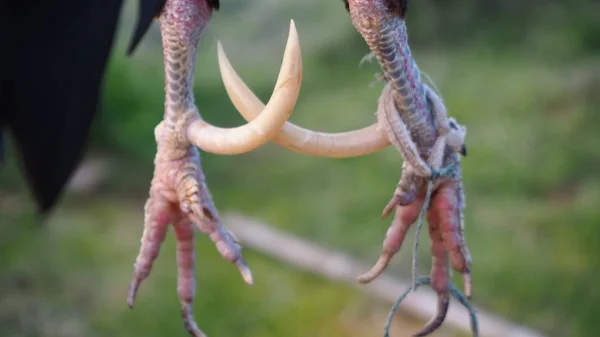 Spurs Bantam Kycklingar Vassa Och Längre Vanlig Kyckling — Stockfoto