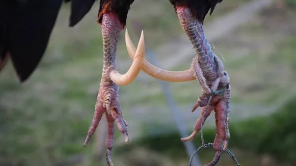 Spurs Galinhas Bantam São Afiadas Mais Longas Que Frango Comum — Fotografia de Stock