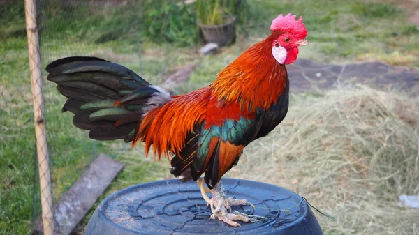 Den Bantam Chick Jeg Fodret Var Hane Krager Aftenen Bantam - Stock-foto