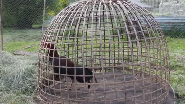Cockfighting Has Become Culture Mekong People — Stock Video