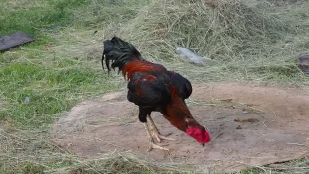 Cockfighting Har Blivit Kultur Mekong Folket — Stockvideo