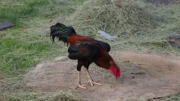 Cockfighting Has Become Culture Mekong People — Stock Video