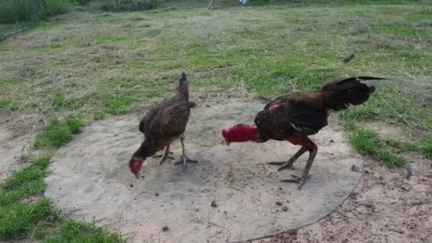 Cockfighting Har Blivit Kultur Mekong Folket — Stockvideo