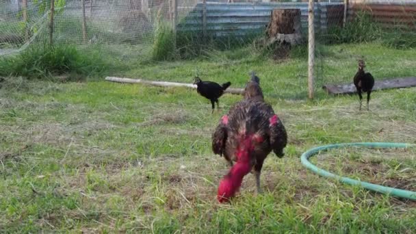 Cockfighting Har Blivit Kultur Mekong Folket — Stockvideo