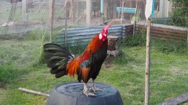 Nana Bantam Que Nourrie Était Corneille Coq Soir Bantam Est — Video