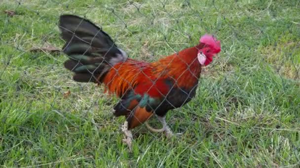 Nana Bantam Que Nourrie Était Corneille Coq Soir Bantam Est — Video