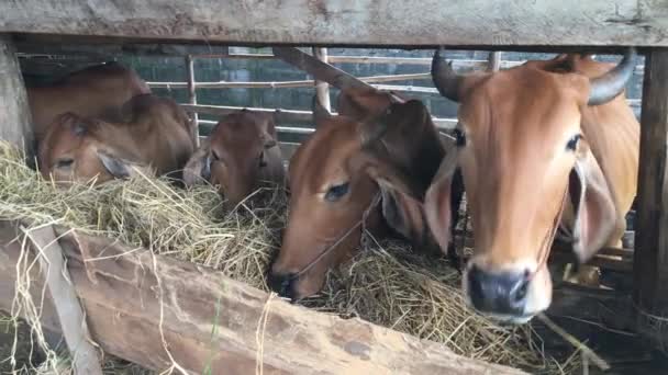 Every Day Morning Have Take Straw Cow Mother Fed — Stock Video