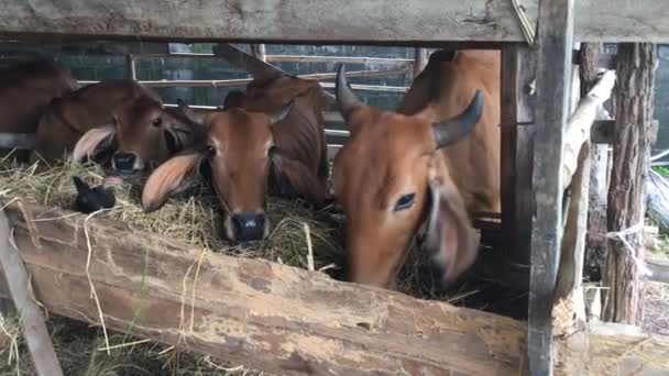 Jeden Morgen Muss Ich Das Stroh Für Die Kuh Nehmen — Stockvideo