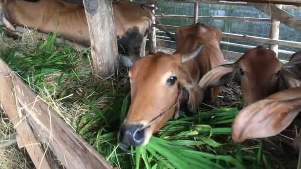 Chaque Matin Dois Prendre Paille Pour Vache Que Mère Nourrissait — Video