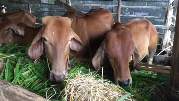 Every Day Morning Have Take Straw Cow Mother Fed — Stock Video