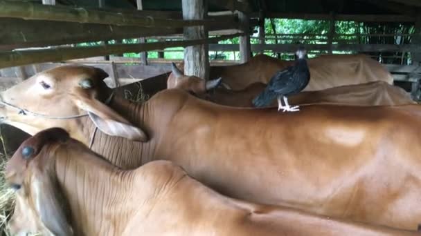 Todos Dias Manhã Tenho Levar Palha Para Vaca Que Minha — Vídeo de Stock