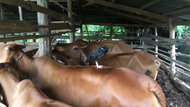 Todos Los Días Por Mañana Tengo Que Tomar Paja Para — Vídeos de Stock