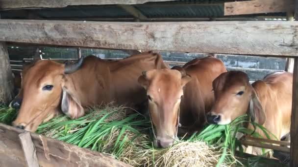 Каждый День Утрам Приходится Брать Соломинку Коровы Которую Кормила Моя — стоковое видео