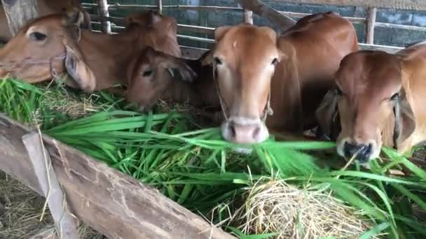 Every Day Morning Have Take Straw Cow Mother Fed — Stock Video