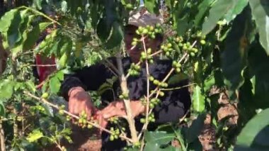 Pakxong, Champasak / Laos - 22 Ekim 2019: Güney Laos 'ta kahve çekirdeği koleksiyonu.