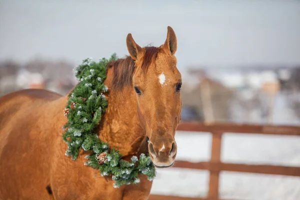 Natale cavallo rosso in ghirlanda di abete rosso — Foto Stock