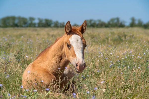 赤ドン品種子馬に晴れた日に放牧草の上 — ストック写真