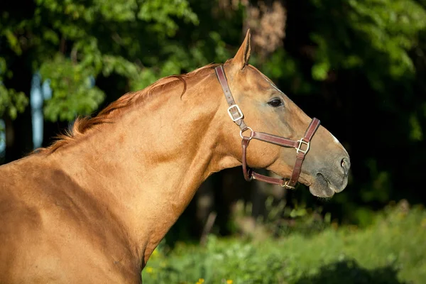 Cavallo Oro Rosso Che Guarda Uno Sfondo Alberi — Foto Stock