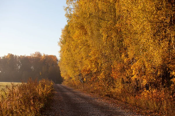 Road in golden autumn
