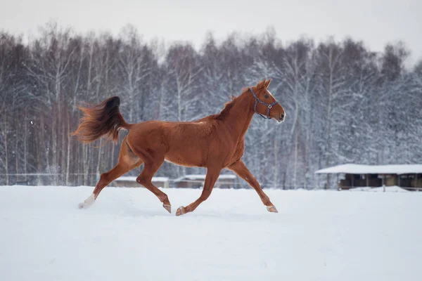 Red Don Cavallo Correre Sulla Neve Feeld Vicino Agli Alberi — Foto Stock