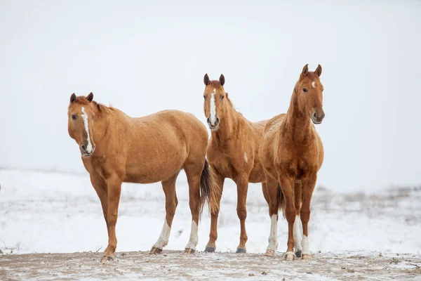 Три Дон Породы Красных Лошадей Снежном Поле — стоковое фото