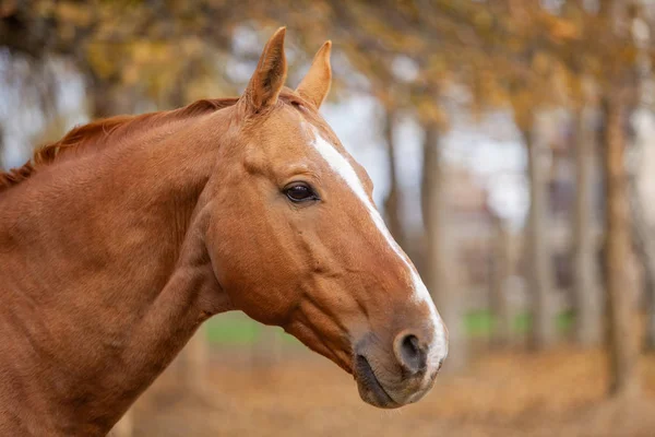 秋の風景の中の赤馬の肖像画 — ストック写真